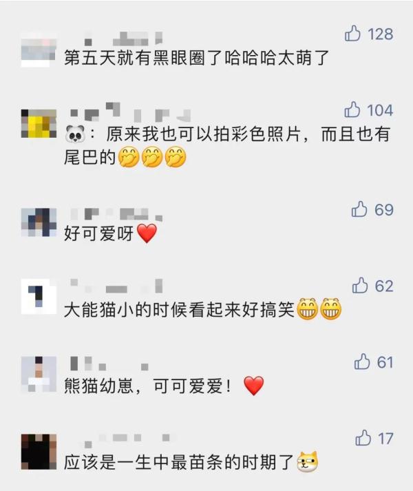 你是最胖的！全球最重圈养大熊猫宝宝诞生