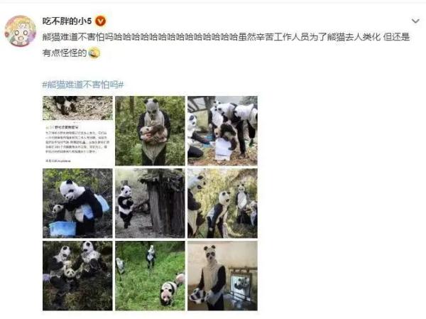 熊猫害怕“熊猫人”吗？网友：反正我挺怕的