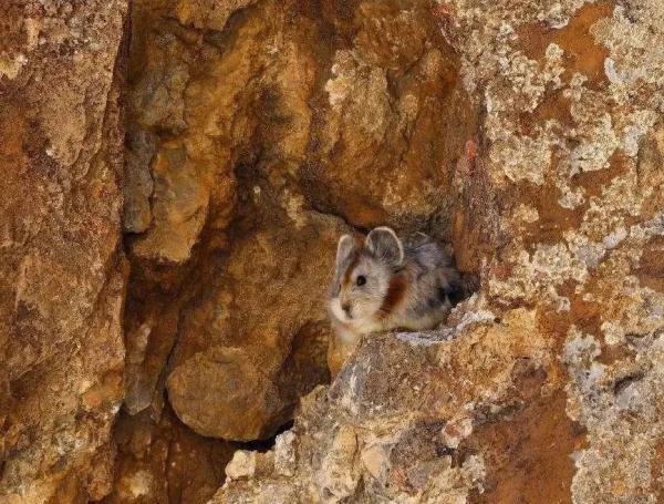 以名贵药材为食,消失8年后它再现身! 以名贵药材为食,消失8年后它再现身!