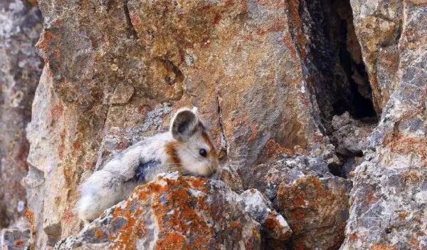 以名贵药材为食,消失8年后它再现身! 以名贵药材为食,消失8年后它再现身!