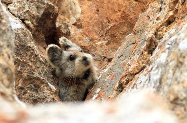 以名贵药材为食,消失8年后它再现身! 以名贵药材为食,消失8年后它再现身!