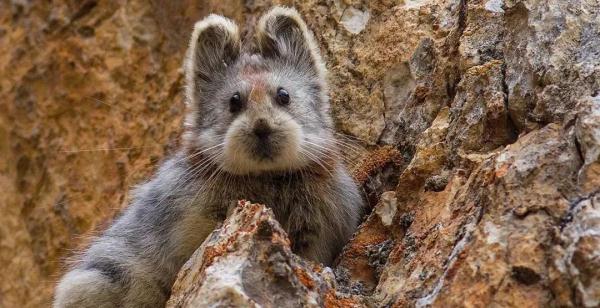 以名贵药材为食,消失8年后它再现身! 以名贵药材为食,消失8年后它再现身!
