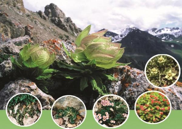 以名贵药材为食,消失8年后它再现身! 以名贵药材为食,消失8年后它再现身!