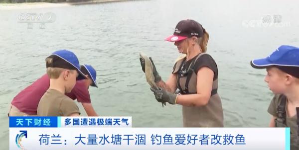 “水之国”大量水塘干涸！钓鱼爱好者开始救鱼了……
