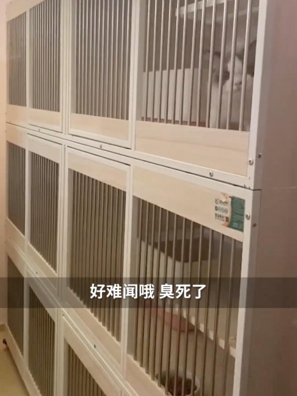 3000万的上海独栋别墅，出租后传出阵阵异味…业主回国崩溃，邻居想到就痒