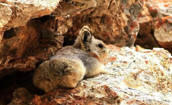 以名贵药材为食,消失8年后它再现身! 以名贵药材为食,消失8年后它再现身!