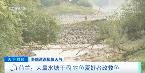 “水之国”大量水塘干涸！钓鱼爱好者开始救鱼了……
