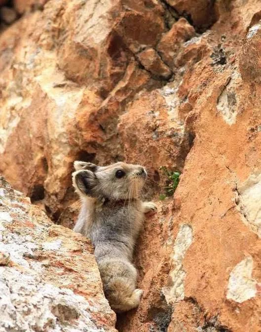 以名贵药材为食,消失8年后它再现身! 以名贵药材为食,消失8年后它再现身!