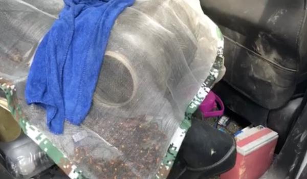 两男子捅马蜂窝塞车内想泡酒,不想半路遭到马蜂“复仇”…… 两男子捅马蜂窝塞车内想泡酒,不想半路遭到马蜂“复仇”……