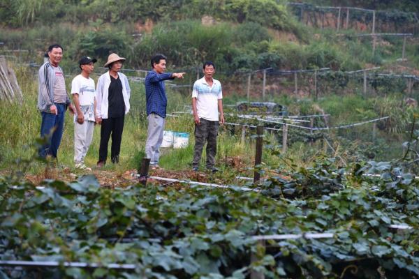 福建大湖乡：“多元种植”助推乡村振兴