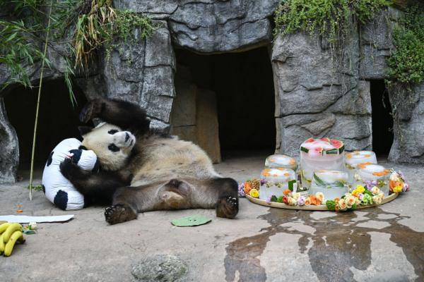 大熊猫“青青”生日会