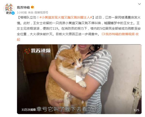 喵喵队立功！小黄猫发现火情又蹦又跳叫醒主人