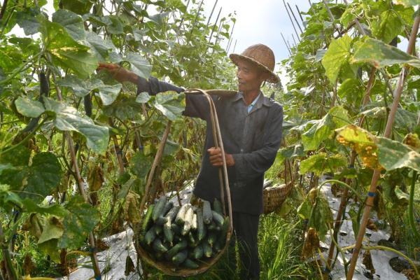 福建大湖乡：“多元种植”助推乡村振兴