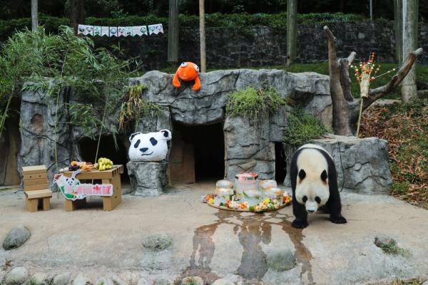 大熊猫“青青”生日会