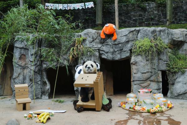 大熊猫“青青”生日会