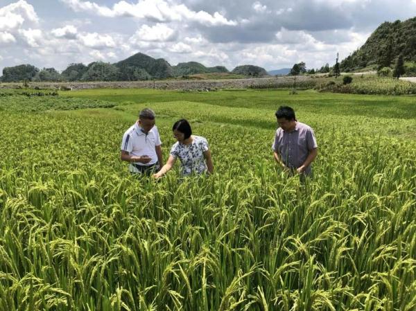 当前高温干旱对农业影响多大?未来趋势如何?专家解读 当前高温干旱对农业影响多大?未来趋势如何?专家解读