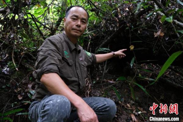 广西大瑶山发现植物新种——海明关木通