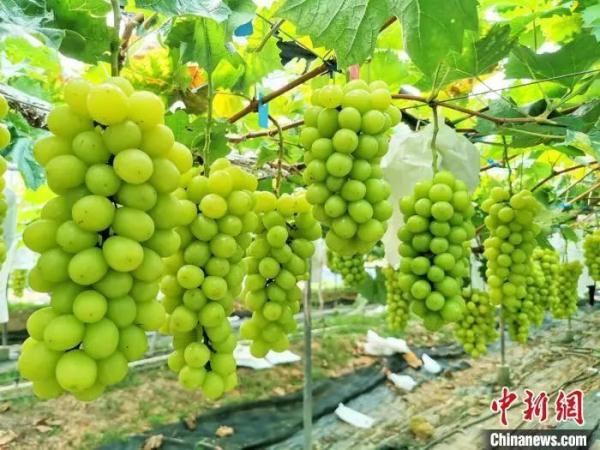 阳光玫瑰跌入十元档！网友：味道也变了…