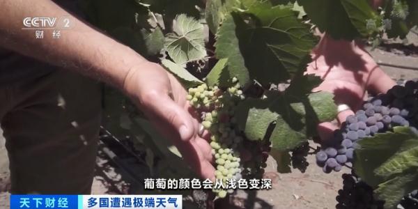 128年来罕见干旱！著名葡萄酒产地遭重创！酒味会变吗