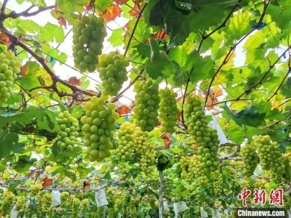 阳光玫瑰跌入十元档！网友：味道也变了…