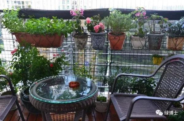 【便民】高温下如何呵护植物？详解来了→