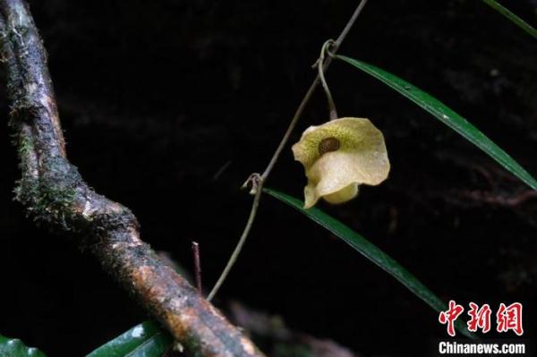 广西大瑶山发现植物新种——海明关木通
