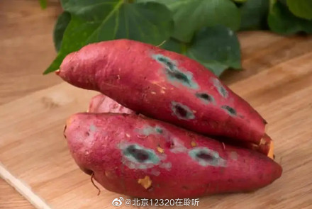 长黑斑的红薯受病菌污染，易中毒