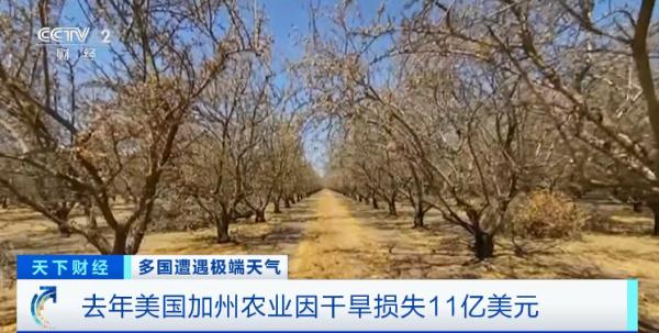 128年来罕见干旱！著名葡萄酒产地遭重创！酒味会变吗