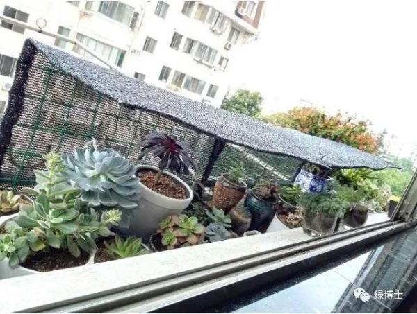 【便民】高温下如何呵护植物？详解来了→