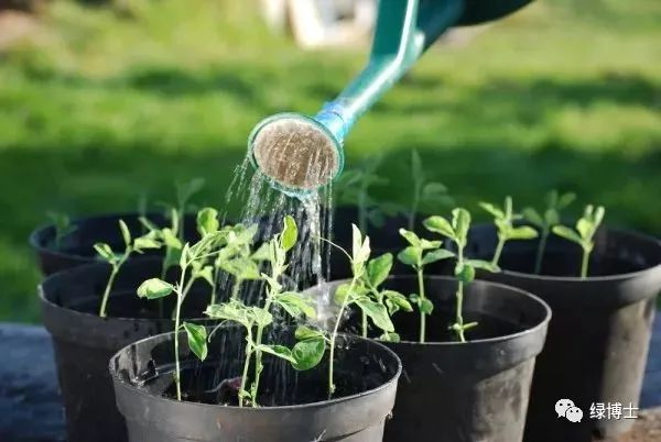 【便民】高温下如何呵护植物？详解来了→