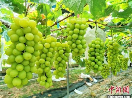 阳光玫瑰“下凡”