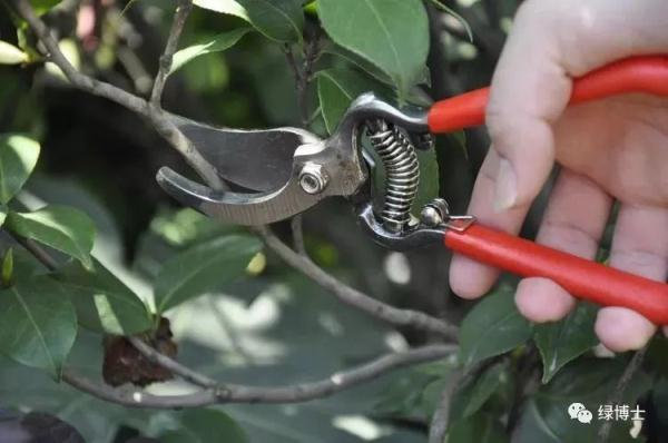 【便民】高温下如何呵护植物？详解来了→