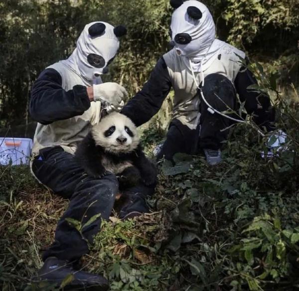 “熊猫人”来了！熊猫有点懵圈！