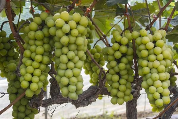 从200元/斤到10元/斤，“高端葡萄”阳光玫瑰跌落神坛？