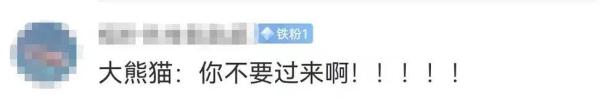 “熊猫人”来了！熊猫有点懵圈！
