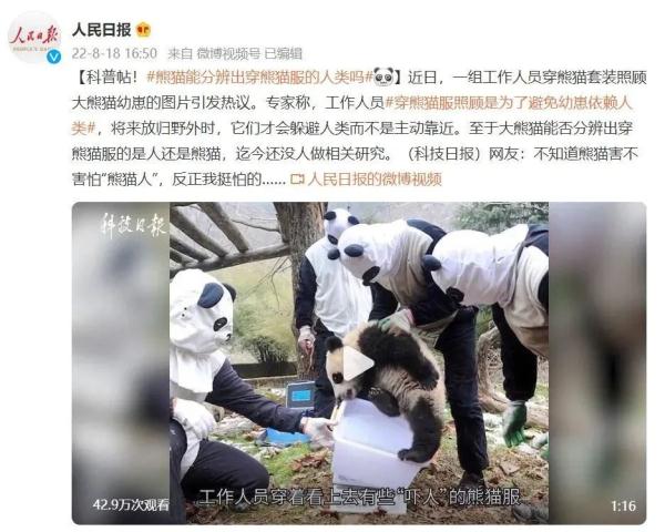 “熊猫人”来了！熊猫有点懵圈！