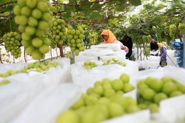 从200元/斤到10元/斤，“高端葡萄”阳光玫瑰跌落神坛？