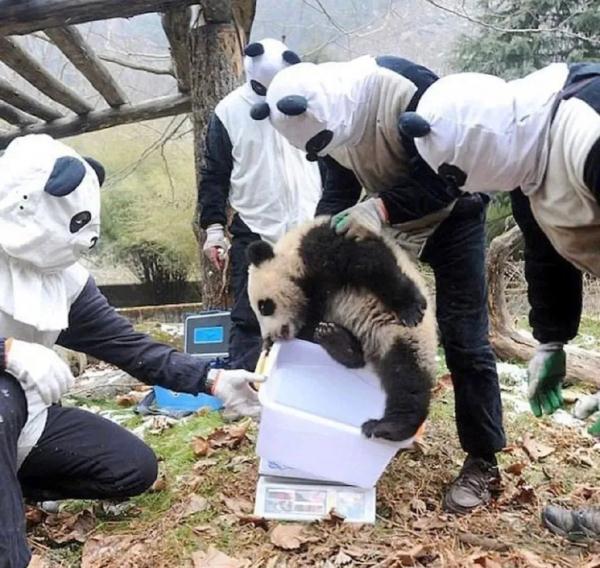 “熊猫人”来了！熊猫有点懵圈！