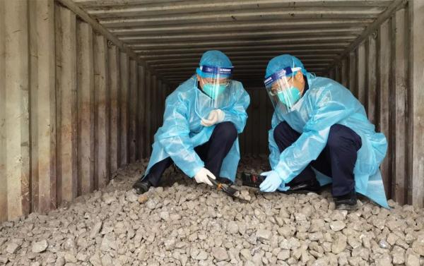 安徽一市发现外来剧毒蜘蛛！