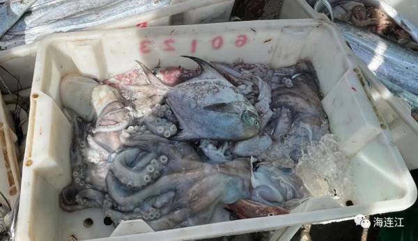 鲜!正大量上岸!福州人最爱! 鲜!正大量上岸!福州人最爱!