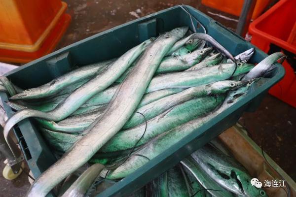 鲜!正大量上岸!福州人最爱! 鲜!正大量上岸!福州人最爱!