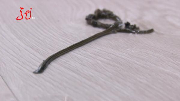 哈尔滨一市民家中到访奇特生物，长相酷似“蘑菇”？身份成谜！