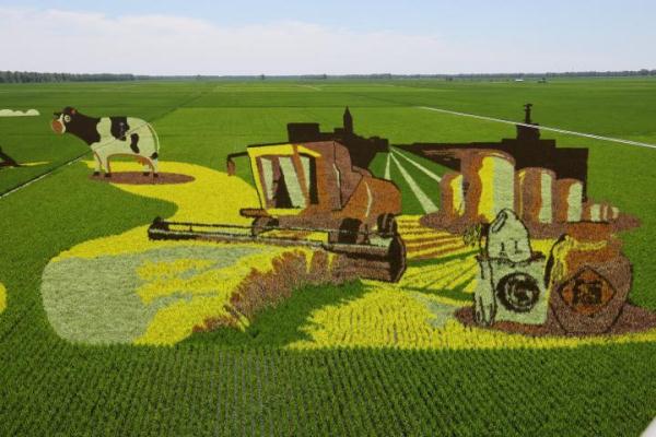 北大荒军川农场稻田画成“打卡”新地标