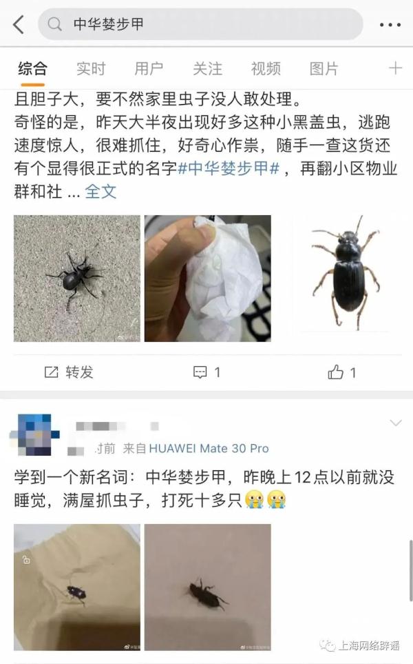 惊现不明“黑虫”？专家：别怕