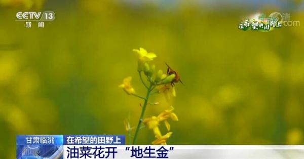 在希望的田野上 | 初秋的乡间田野 到处生机勃勃