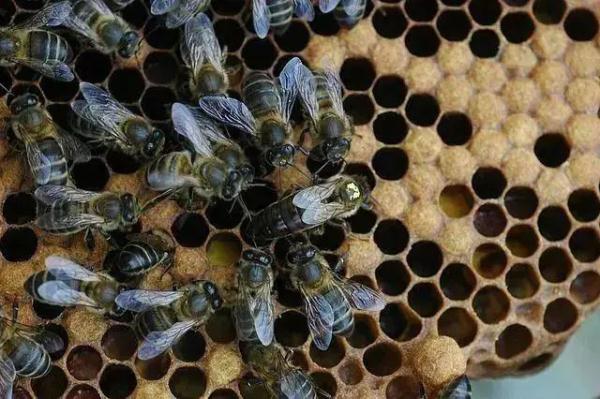 南方蚊子疑似变少，网友：终于连蚊子都要被热死了？