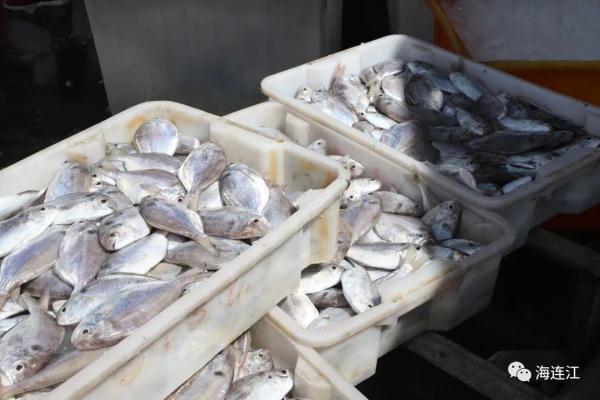 鲜!正大量上岸!福州人最爱! 鲜!正大量上岸!福州人最爱!