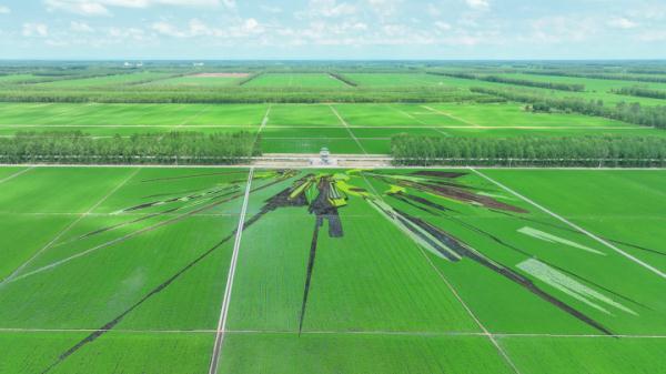 北大荒军川农场稻田画成“打卡”新地标