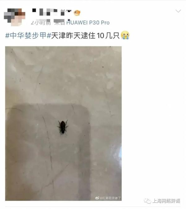 惊现不明“黑虫”？专家：别怕
