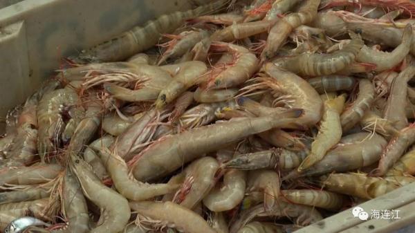 鲜!正大量上岸!福州人最爱! 鲜!正大量上岸!福州人最爱!